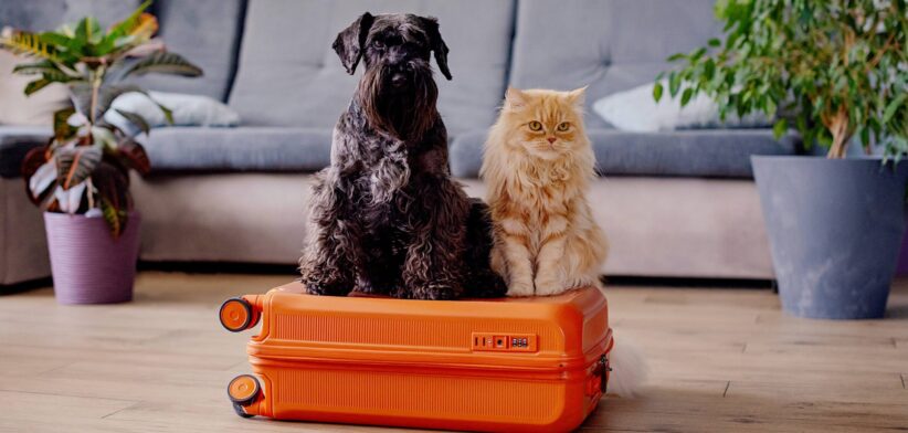 Dog and cat sitting on suitcase. | Newsreel