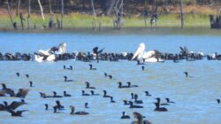 Birds on a lake in Australia. | Newsreel