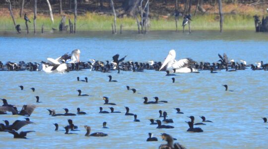 Birds on a lake in Australia. | Newsreel