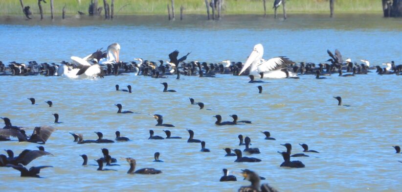 Birds on a lake in Australia. | Newsreel