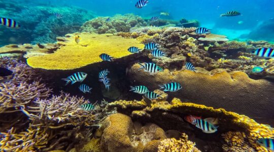 $5m boost to Great Barrier Reef protection