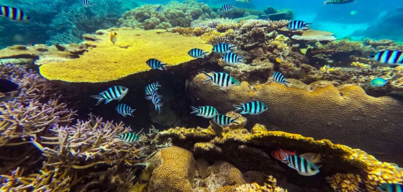 Great Barrier Reef, Queensland, Australia. | Newsreel