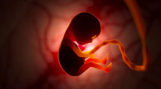 Lifetime cancer risk linked to embryo development