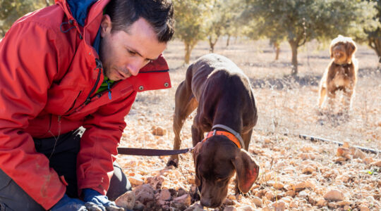 A farmer digging for truffles with his dogs - Newsreel