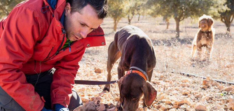 A farmer digging for truffles with his dogs - Newsreel