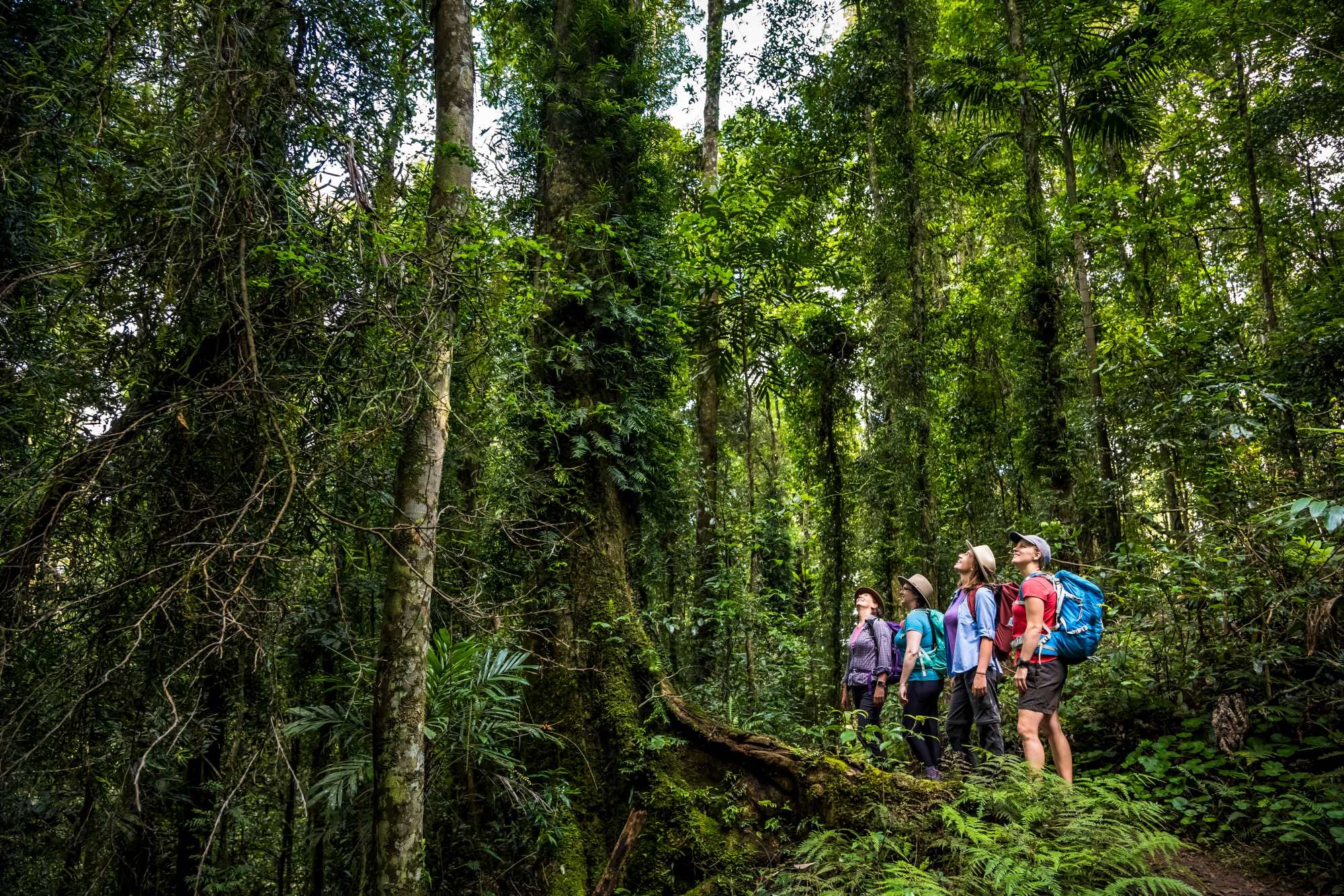 Lamington-National-Park-with-ParkTours