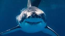 Great white shark. | Newsreel