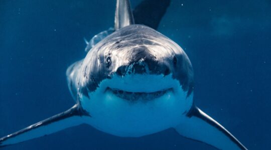 Great white shark. | Newsreel