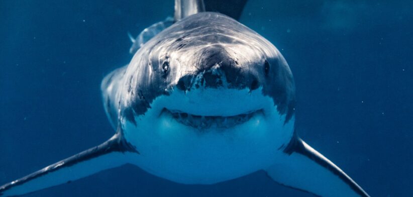 Great white shark. | Newsreel