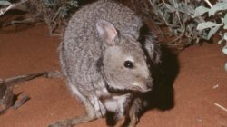 Banded Hare-Wallaby