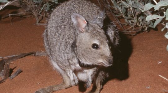 4000ha island refuge for endangered Aussie mammals