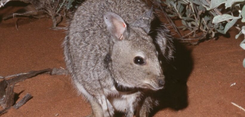 Banded Hare-Wallaby