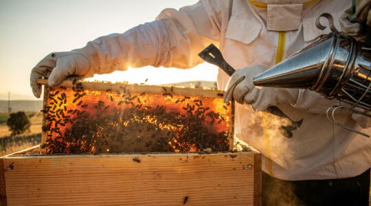 Early warning system to protect beehives