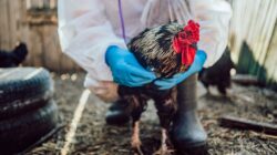 Chicken being tested. | Newsreel