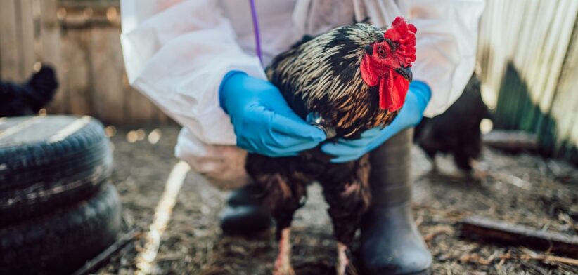 Chicken being tested. | Newsreel