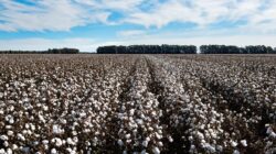 Cotton fields. | Newsreel