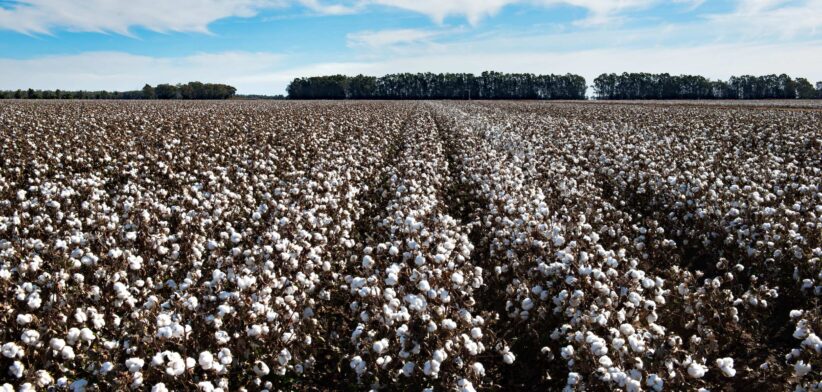 Cotton fields. | Newsreel