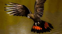 Glossy black cockatoo. | Newsreel