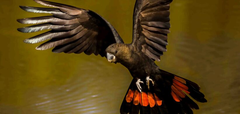 Glossy black cockatoo. | Newsreel