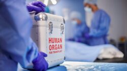 Organ transplant. | Newsreel