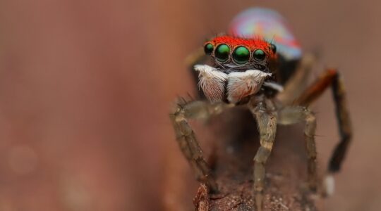 Splendid Peacock Spider. \ Newsreel