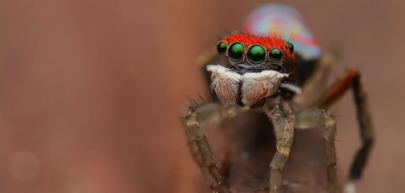 Splendid Peacock Spider. \ Newsreel