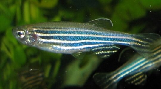 Zebrafish. | Newsreel