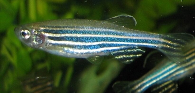 Zebrafish. | Newsreel