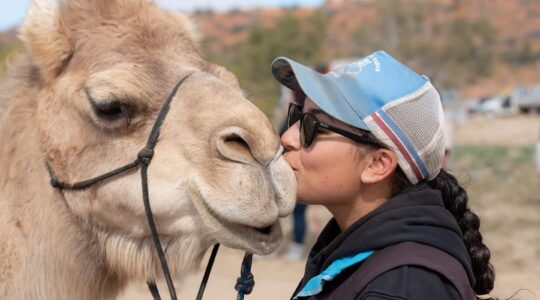 Camels the champions of new Outback trail