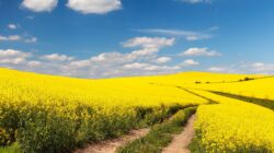 Canola field. | Newsreel