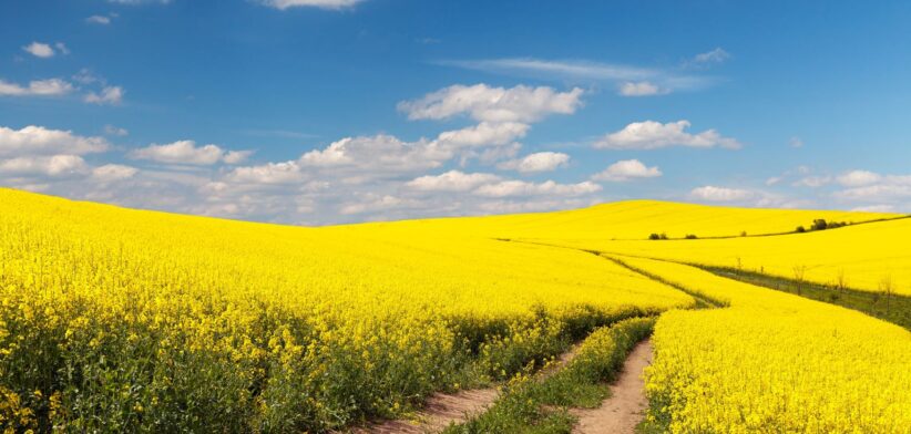 Canola field. | Newsreel