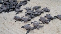 Turtle hatchlings, Sunshine Coast. | Newsreel