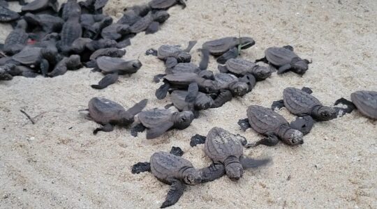 Sunshine Coast turtle hatchlings begin their dash