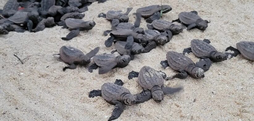 Turtle hatchlings, Sunshine Coast. | Newsreel