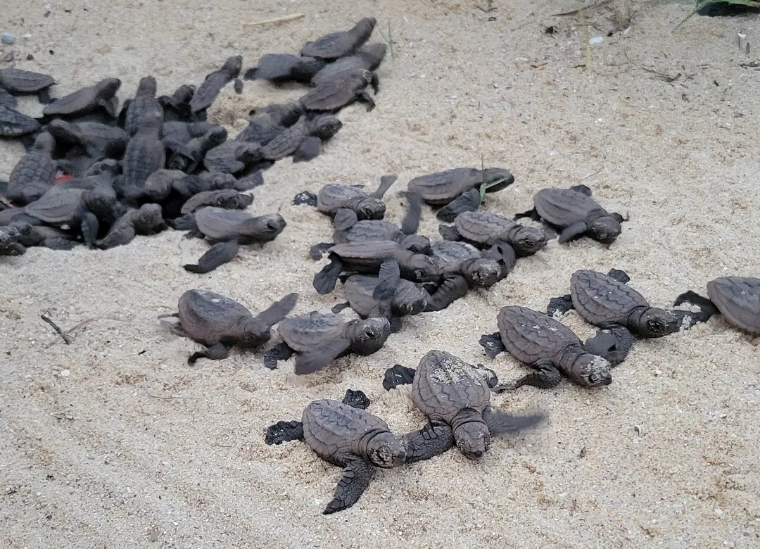 Sunshine Coast turtle hatchlings begin their dash – Newsreel