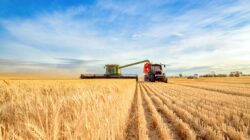 Wheat harvest Australia. | Newsreel