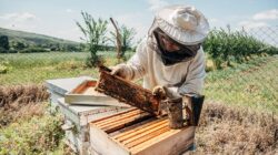 Beekeeper. | Newsreel