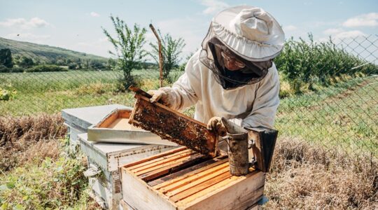 First Queensland detection of damaging honey bee pest