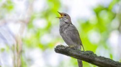 Bird singing. | Newsreel