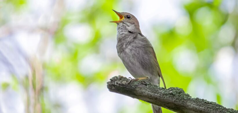 Bird singing. | Newsreel