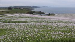 Poppy field, Tasmania, Australia. | Newsreel