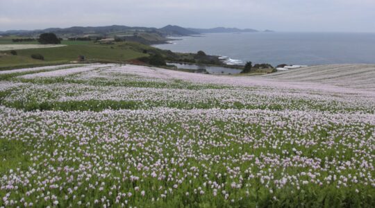 Tassie poppy fields key to local pain meds industry