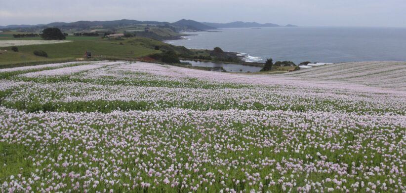 Poppy field, Tasmania, Australia. | Newsreel