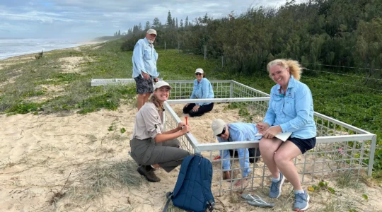 Sunshine Coast Council hatchlings