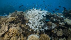Bleached coral off Cairns, Far North Queensland. | Newsreel
