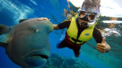 Snorkeling on the Great Barrier Reef, Queensland, Australia. | Newsreel
