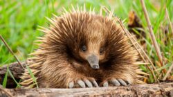 Echidna, Australia | Newsreel