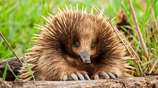 Echidna, Australia | Newsreel