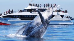 Brisbane Whale Watching. | Newsreel