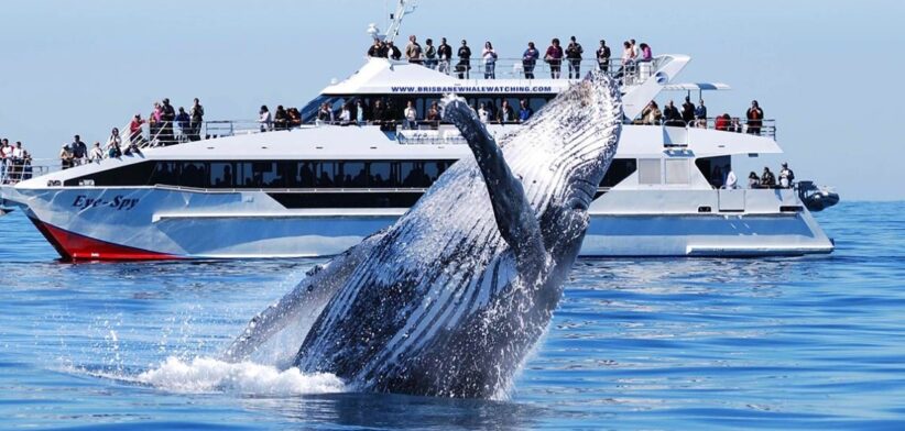 Brisbane Whale Watching. | Newsreel